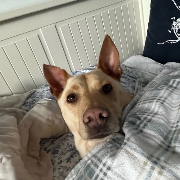 ✨Bundle Discount Info Here✨ - Picture 2 of 3